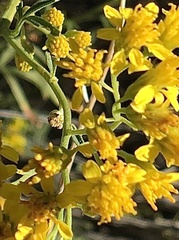 Hymenothrix wislizeni