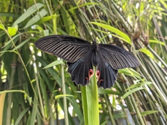 Papilio protenor