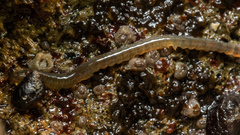 Nereididae
