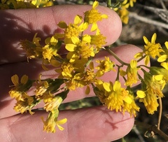 Hymenothrix wislizeni