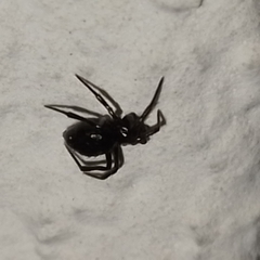 Euryopis episinoides