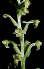 Platanthera flava