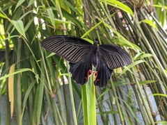 Papilio protenor