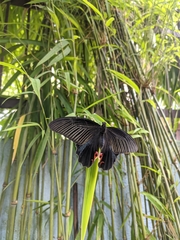 Papilio protenor