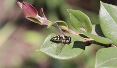 Allograpta hortensis