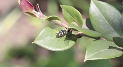 Allograpta hortensis