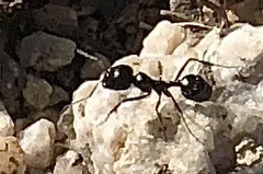 Veromessor pergandei