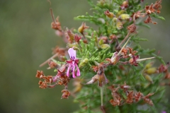Pelargonium radens