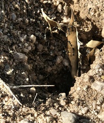 Veromessor pergandei