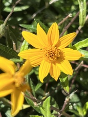 Wedelia hispida