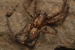 Tegenaria