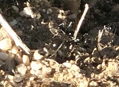 Veromessor pergandei