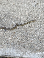 Coluber constrictor flaviventris