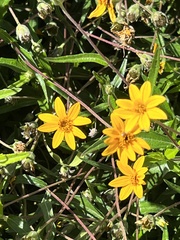 Wedelia hispida