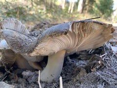 Amanita constricta