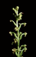 Platanthera flava
