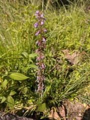 Stachys palustris
