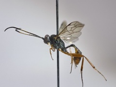 Callidora albovincta