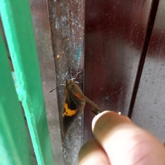 Brassolis sophorae