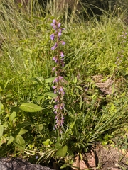 Stachys palustris
