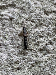 Xantholinus
