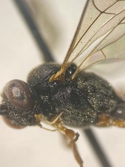 Callidora albovincta