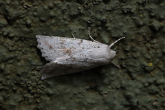 Mallomus