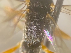 Callidora albovincta