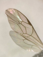 Callidora albovincta