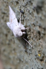 Mallomus