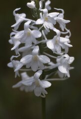Platanthera nivea