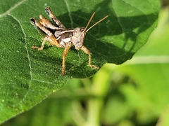 Phaedrotettix