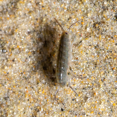 Traskorchestia traskiana