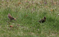 Chloris chloris chloris