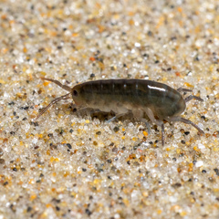 Traskorchestia traskiana