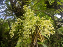 Dendrobium eriiflorum