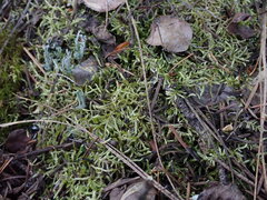 Antitrichia curtipendula