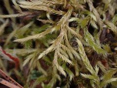 Antitrichia curtipendula