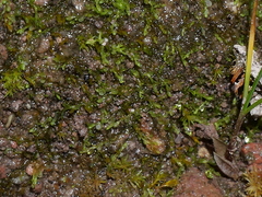 Solenostoma gracillimum