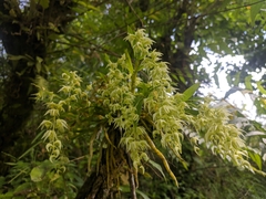 Dendrobium eriiflorum