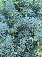 Senna corymbosa