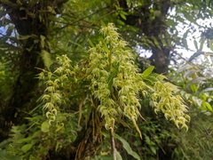 Dendrobium eriiflorum