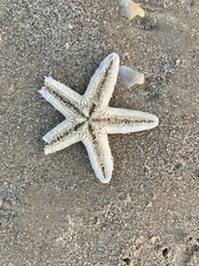 Astropecten indicus