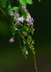 Duranta erecta