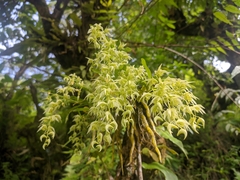 Dendrobium eriiflorum