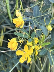 Senna corymbosa