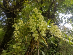 Dendrobium eriiflorum