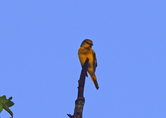 Pericrocotus speciosus