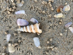 Mollusca
