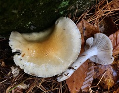 Hygrophorus flavodiscus